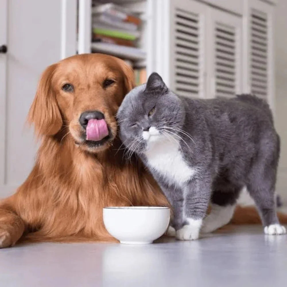 Mascotas (Pets)